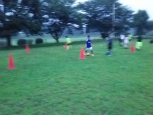 エリマキトカゲ？ 